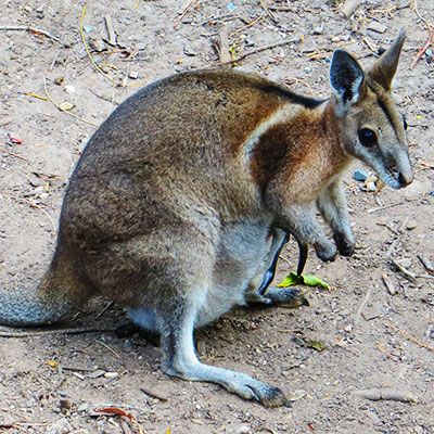 Bridled Nail-tail Wallaby