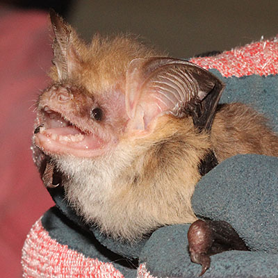 Corben's Long-eared Bat (South-eastern Long-eared Bat)