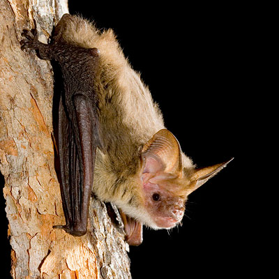 Greater Long-eared Bat