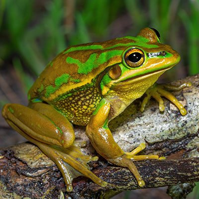 Green Bell Frog
