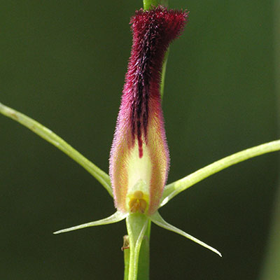 Leafless Tongue-orchid