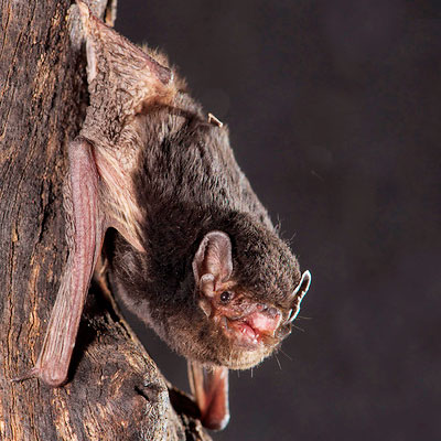 Little Pied Bat