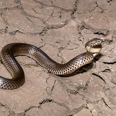 Ornamental Snake
