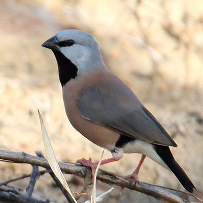 Southern Black-throated Finch