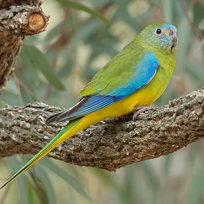 Turquoise Parrot
