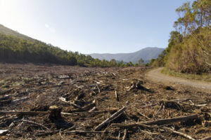 Tasmania's forest and forest products industry has been one of the central drivers of the Tasmanian economy since the state was settled. It is constantly evolving to meet market, environmental and community expectations.