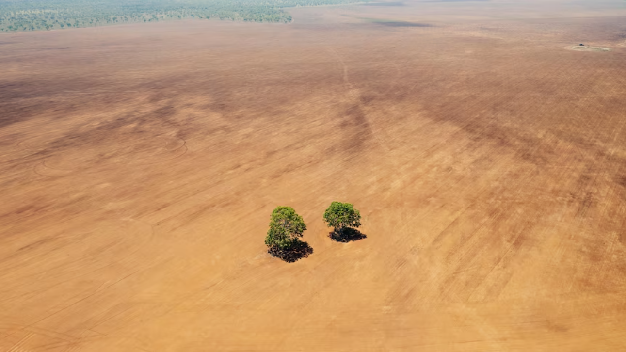 Images suggest land being cleared for cotton farming (via ABC)