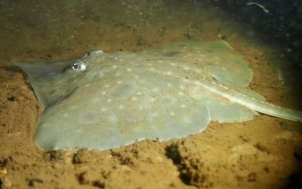 An endangered Maugean Skate in Macquarie Harbour on Tasmania's west coast. A unique endangered fish found only in Tasmania is surviving in just one lake, scientists have confirmed, ruling out the possibility of insurance populations being used to save the species.