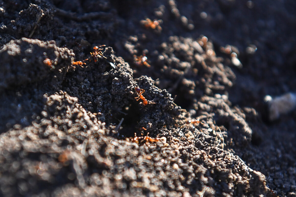 Fire ants are seen in a nest on a cane farm in Norwell, on the Gold Coast, Thursday, June 15, 2023. (AAP Image/Jono Searle) NO ARCHIVING