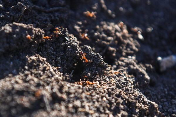 Fire ants are seen in a nest on a cane farm in Norwell, on the Gold Coast, Thursday, June 15, 2023. (AAP Image/Jono Searle) NO ARCHIVING