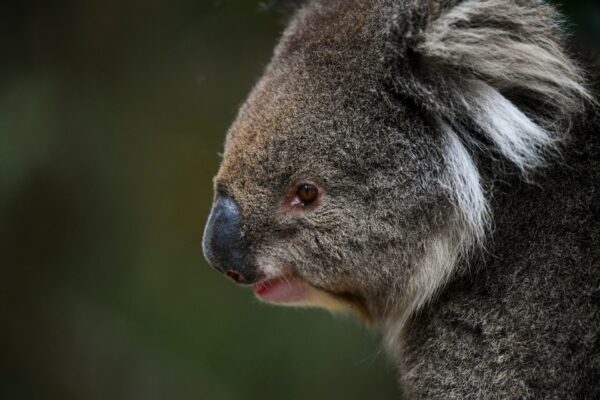 A koala is seen at the Tidbinbilla Nature Reserve near Canberra, Tuesday, November 24, 2020. The federal government yesterday announced a national audit of koala populations as a key component of an $18 million package to help protect Australia’s iconic species.